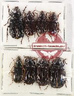 Scientific lot no. 656 Carabidae (8 pcs)