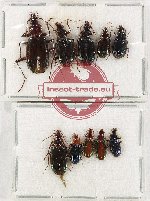 Scientific lot no. 654 Carabidae (10 pcs)