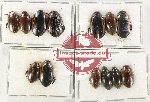 Scientific lot no. 109 Dytiscidae (13 pcs)