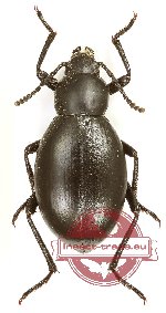 Tenebrionidae sp. 112