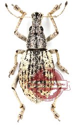 Curculionidae sp. 11 (5 pcs)