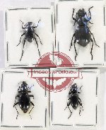 Scientific lot no. 419 Tenebrionidae (4 pcs A2)