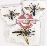 Scientific lot no. 79 Diptera (3 pcs A-)