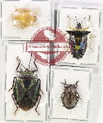 Scientific lot no. 1103 Heteroptera (Pentatomidae) (4 pcs A-)