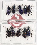 Scientific lot no. 698 Carabidae (10 pcs)