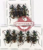 Scientific lot no. 689 Carabidae (Catascopus spp.) (8 pcs A-, A2)