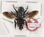 Megachile sp. 18 (A2)