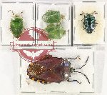 Scientific lot no. 1100 Heteroptera (5 pcs A, A-, A2)
