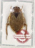 Heteroptera sp. 84