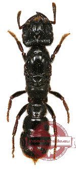 Formicidae sp. 43 (wood species)