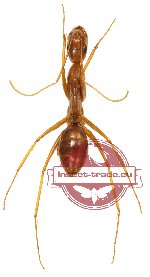 Formicidae sp. 38 (5 pcs)