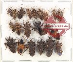 Scientific lot no. 1152 Heteroptera (14 pcs)