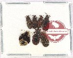 Scientific lot no. 1146 Heteroptera (5 pcs)
