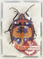 Scutellarinae sp. 62 (A2)