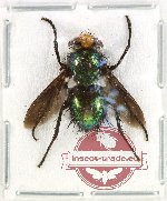 Diptera sp. 56 (5 pcs)
