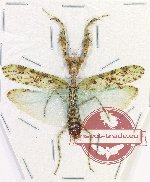 Mantidae sp. 36
