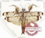 Mantidae sp. 37 (A-)