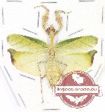 Mantidae sp. 35