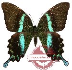 Papilio blumei ssp. fruhstorferi (AA-)