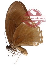 Papilio canopus ssp. buysi (AA-)
