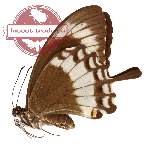 Papilio canopus ssp. canopinus (A-)