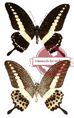 Papilio demolion demolion (A-)