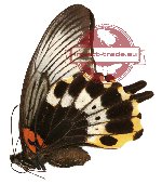 Papilio memnon ssp. coeruleus (AA-)