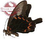 Papilio oenomaus ssp. subfasciatus (A2)