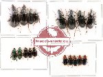 Scientific lot no. 50 Carabidae (18 pcs)