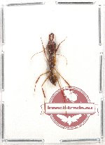 Odontomachus rixosus (10 pcs)