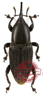 Curculionidae sp. 44 (brown or black form) (2 pcs)