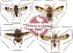 Scientific lot no. 17 Diptera (4 pcs - 1 pc A2)