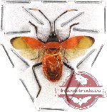 Heteroptera sp. 48 (SPREAD)