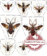 Scientific lot no. 61 Reduvidae (7 pcs) (3 pcs A-)