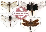 Scientific lot no. 7 Odonata (4 pcs) (1 pc A-)