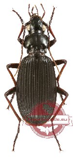 Pterostichus sp. 2 (A-)