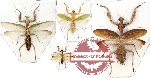 Scientific lot no. 2 Mantidae (4 pcs)( 3pcs A-)