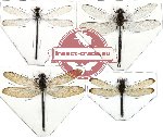 Scientific lot no. 6 Odonata (4 pcs) (1 pcs A-)