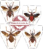 Scientific lot no. 57 Heteroptera Reduvidae (4 pcs A2)