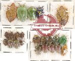 Scientific lot no. 63 Heteroptera Pentatomidae (23 pcs)