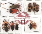 Scientific lot no. 74 Heteroptera (10 pcs - 2 pcs A2) RARE