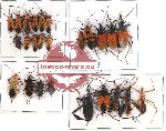 Scientific lot no. 86 Heteroptera (25 pcs A-, A2)