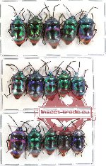 Scientific lot no. 80 Heteroptera Scutellarinae (15 pcs A, A-, A2)