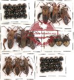 Scientific lot no. 72 Heteroptera (42 pcs)