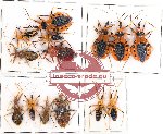 Scientific lot no. 64 Heteroptera Reduvidae (13 pcs)