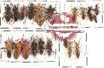 Scientific lot no. 67 Heteroptera Reduvidae (21 pcs - some A2)