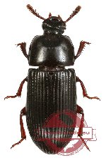 Tenebrionidae sp. 39 (2 pcs) (A2)