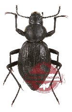 Tenebrionidae sp. 35