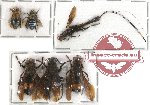 Scientific lot no. 56 Hymenoptera (6 pcs)
