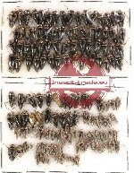 Scientific lot no. 95 Heteroptera (142 pcs)